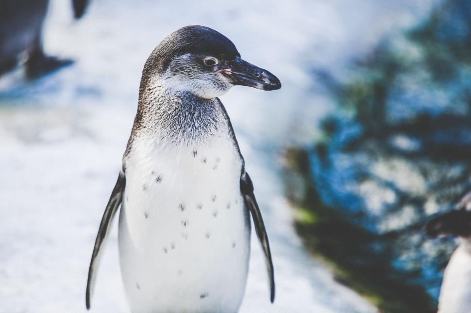 Free Image of Penguin Standing in Snow Near Other Penguins 
