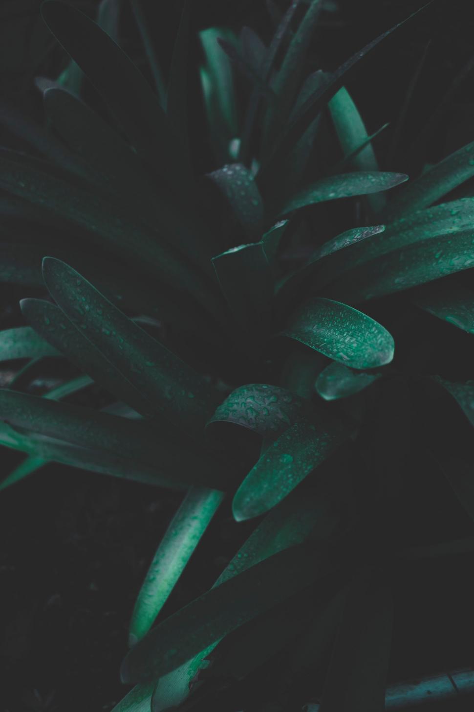 Free Image of Close Up of Plant With Water Droplets 
