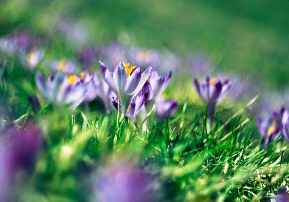 Free Image of Purple Flowers Growing in Lush Grass 