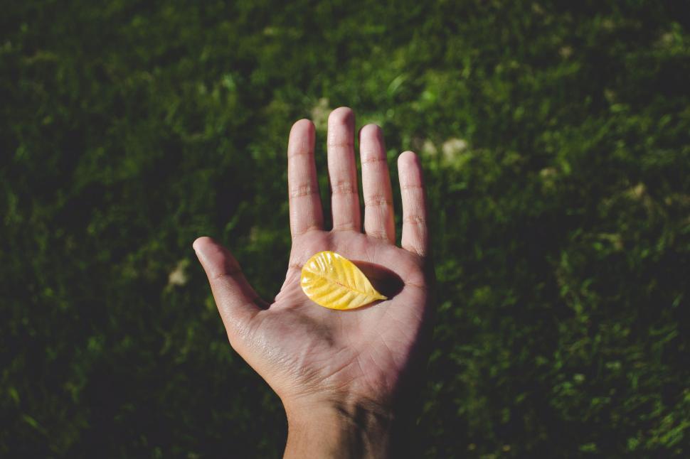 Free Image of Persons Hand Holding Yellow Leaf 