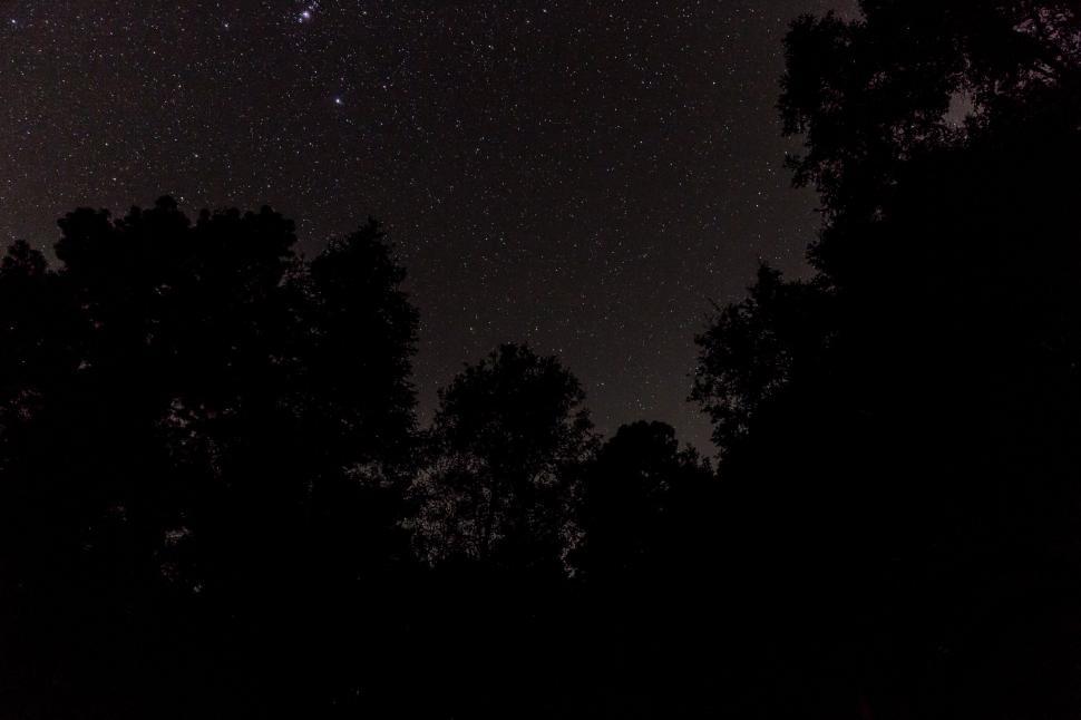 Free Image of Star-Filled Night Sky With Trees 