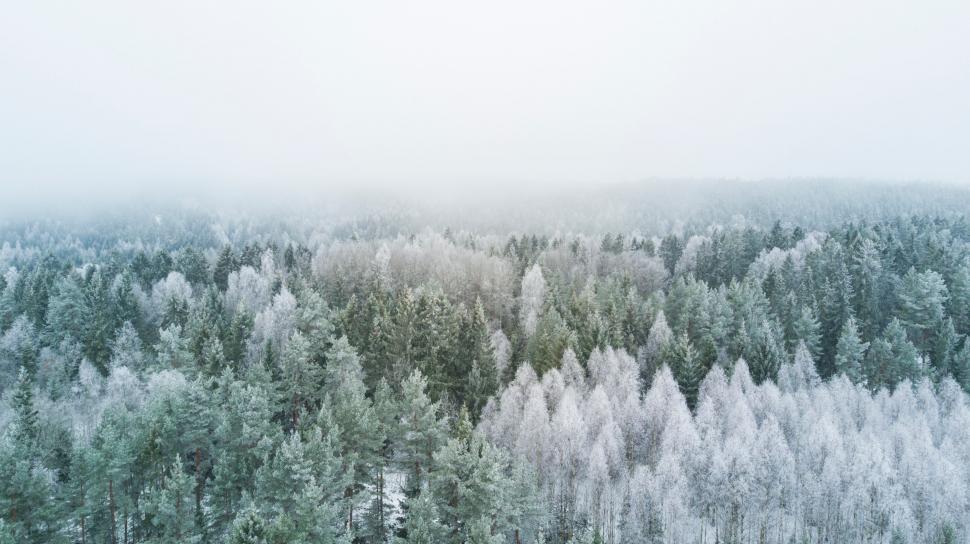 Free Image of Snow Covered Forest Filled With Trees 