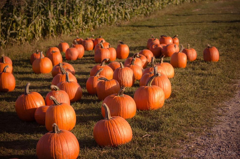 Free Image of Assorted Pumpkins Resting in Grass 