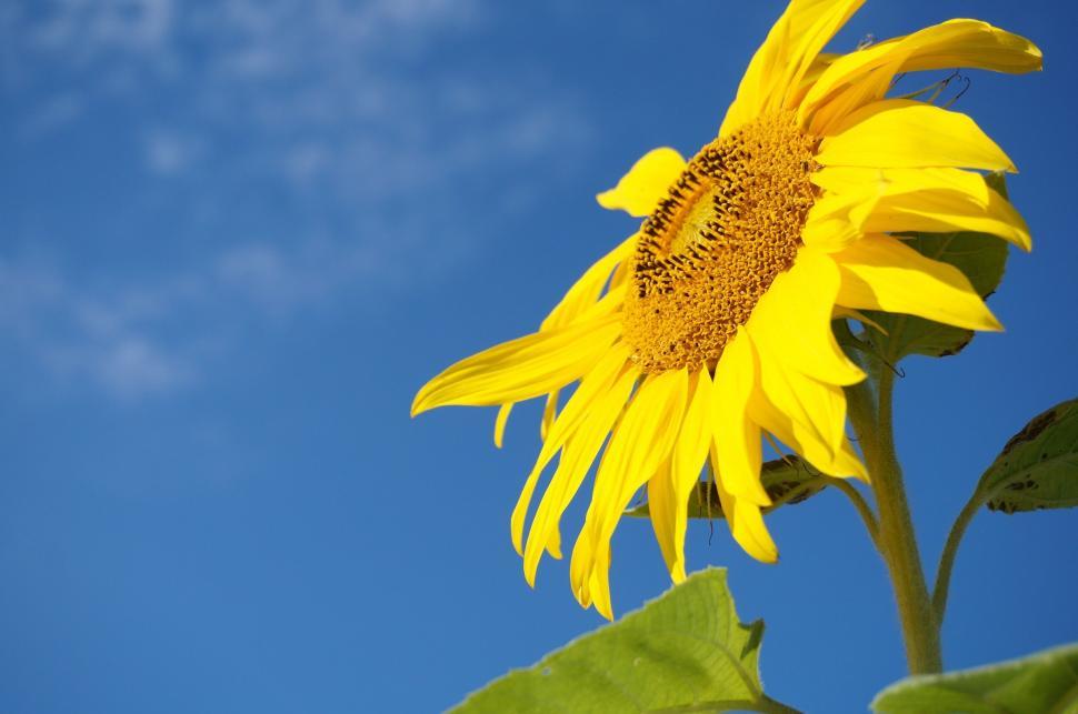 Free Image of Sunflower Against Blue Sky 