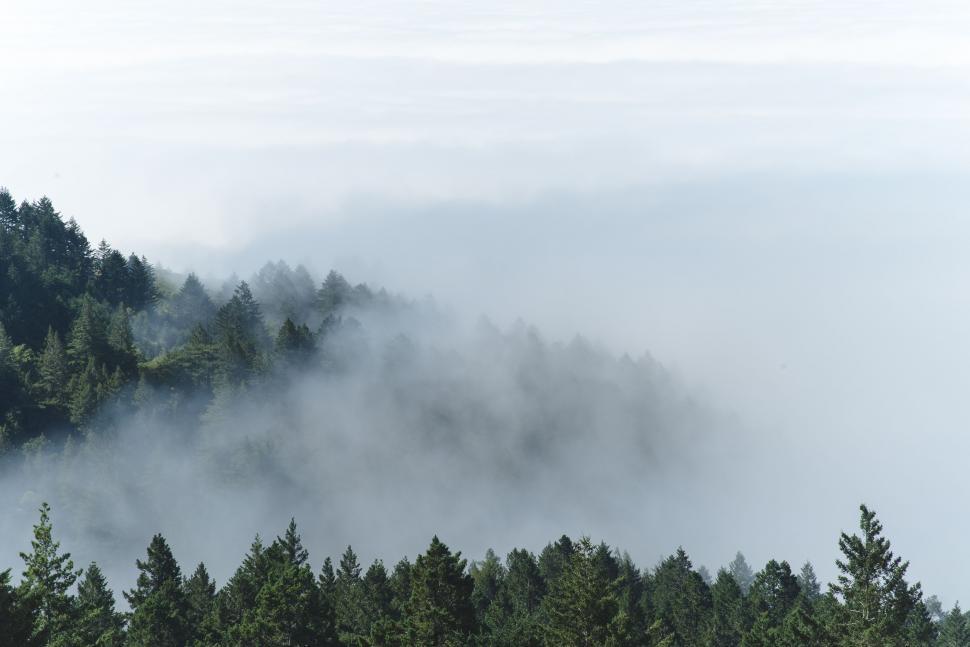 Free Image of A View of a Foggy Forest From a Hill 