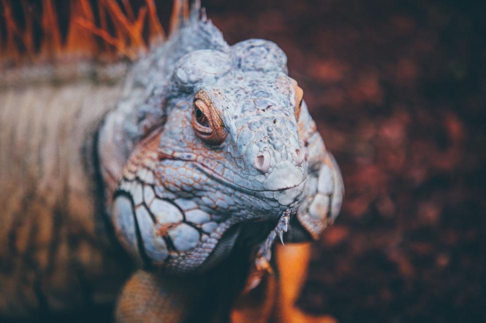Free Image of Close Up of Lizards Head With Blurry Background 