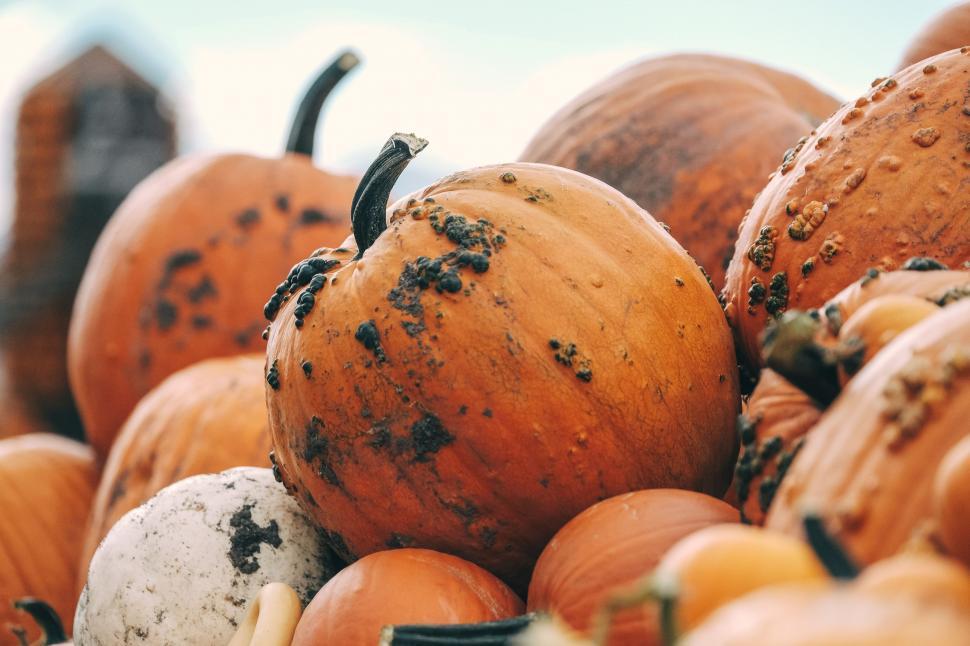 Free Image of Moldy Pumpkins Pile Up 