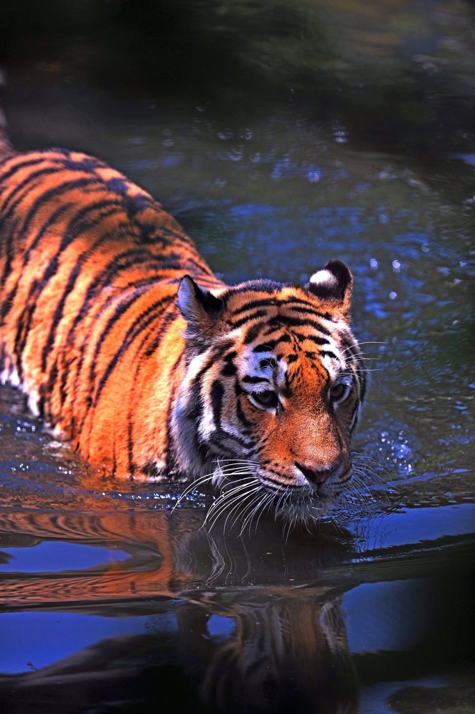 Free Image of Tiger Swimming in a Body of Water 