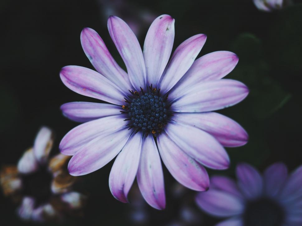 Free Image of Close Up of a Purple and White Flower 