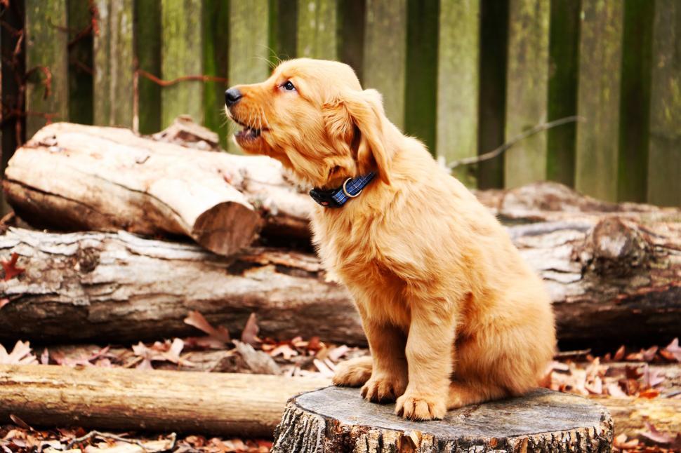 Free Image of Dog Sitting on Top of Tree Stump 