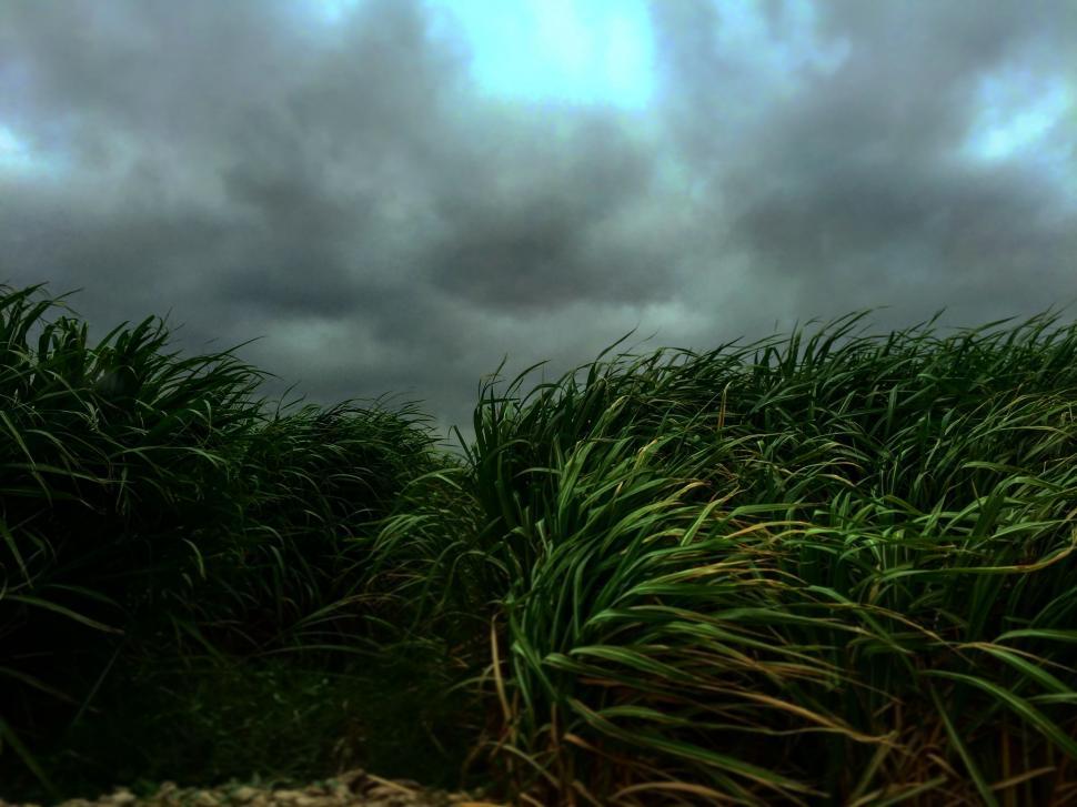 Free Image of Field of Tall Grass Under Cloudy Sky 