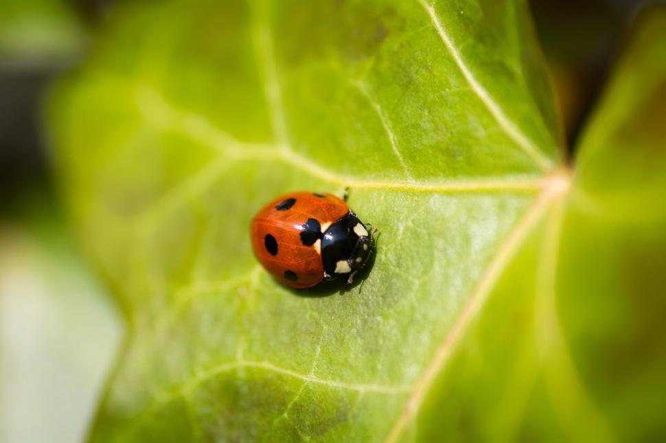 Free Image of Ladybug Perched on a Green Leaf 