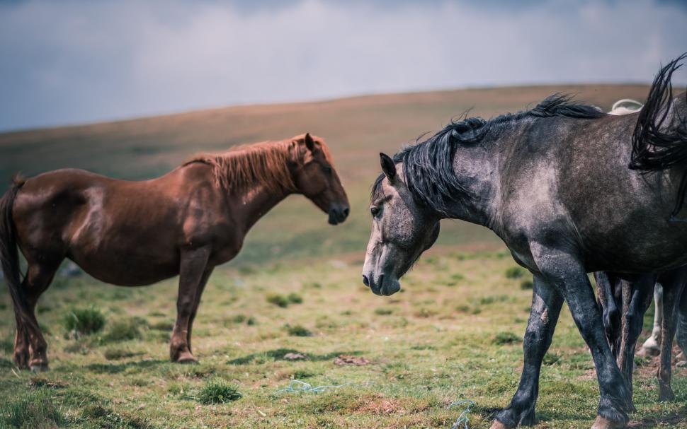 Free Image of Two Horses Grazing in a Grass Field 