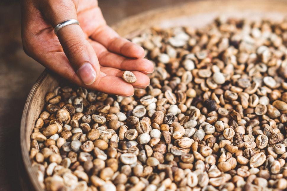 Free Image of Person Reaching for Handful of Coffee Beans 