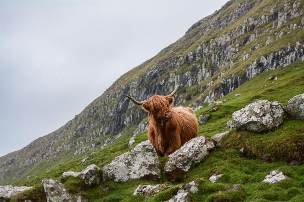 Free Image of Brown Cow Standing on Lush Green Hillside 