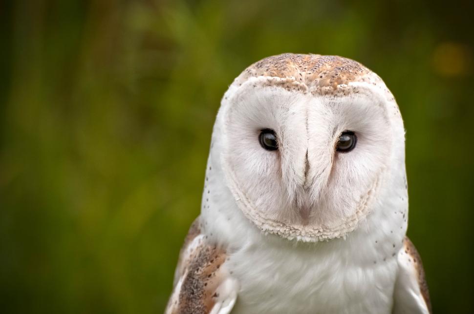 Free Image of Close Up of Owl With Blurry Background 