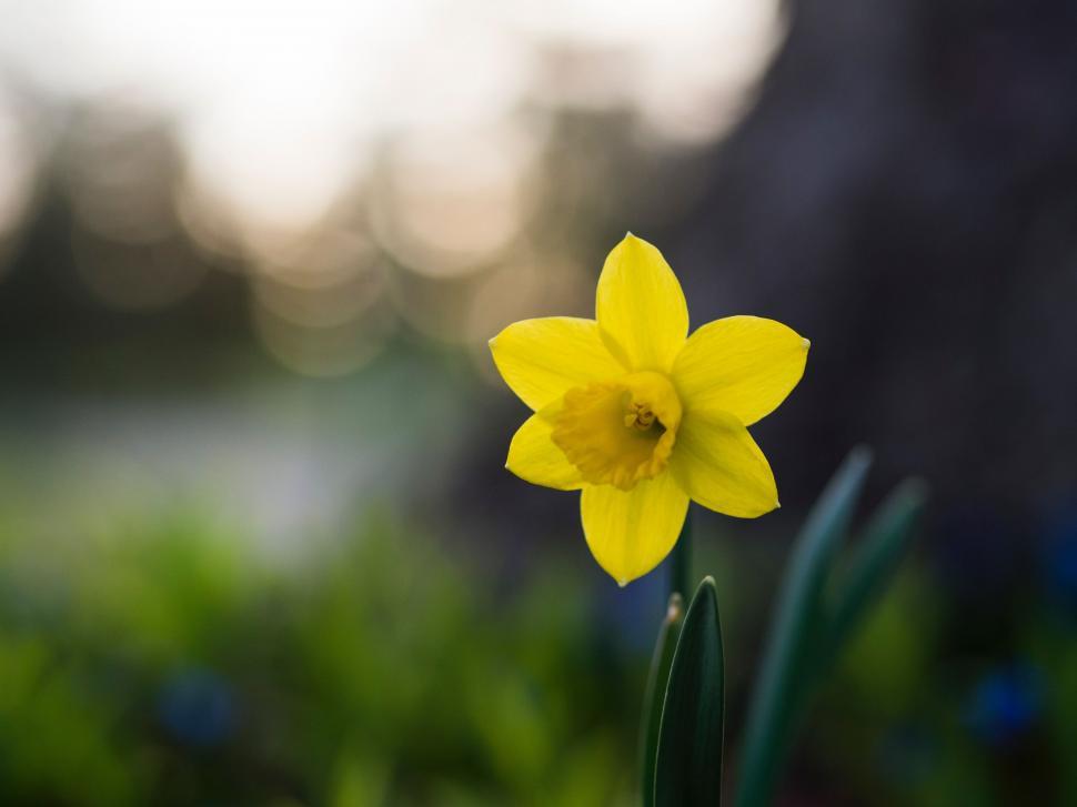 Free Image of A Single Yellow Daffodil in a Garden 