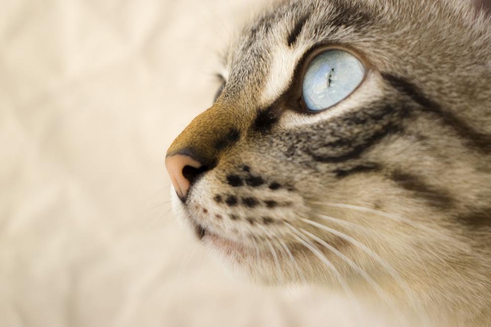 Free Image of Close Up of a Cat With Blue Eyes 