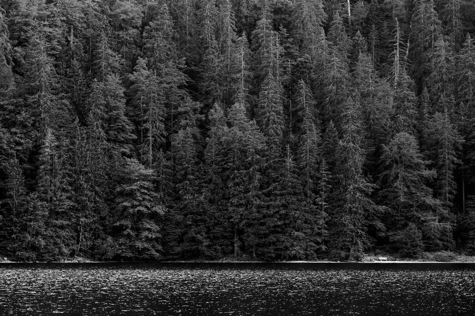 Free Image of Dense Forest in Black and White 