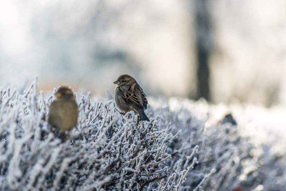 Free Image of Two Birds Perched on Snowy Bush 