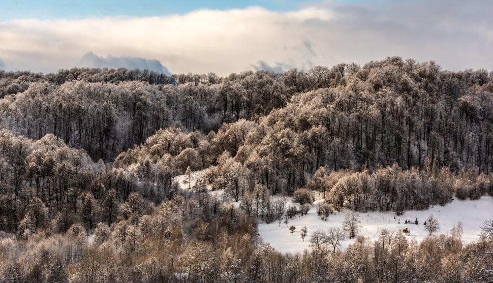 Free Image of Snowy Landscape With Trees and Mountains 