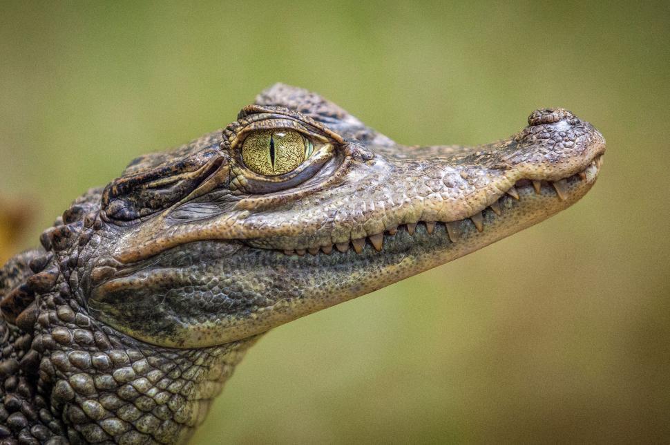 Free Image of Close Up of Alligators Face With Blurry Background 
