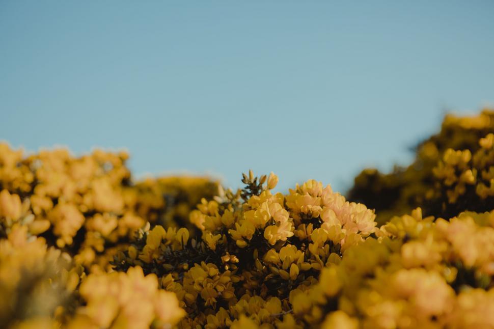 Free Image of Yellow Flowers Swaying in Sunlit Field 