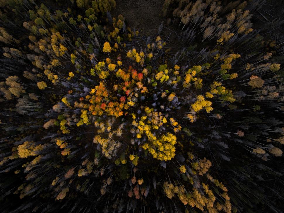 Free Image of Aerial View of a Forest With Yellow Flowers 
