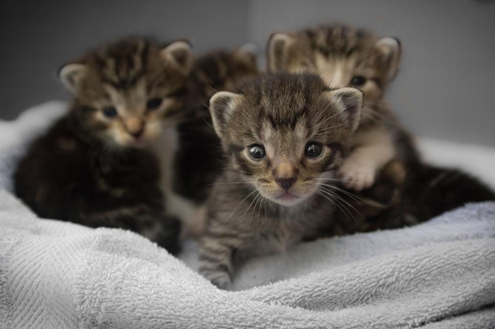 Free Image of Group of Kittens Sitting on Top of a White Blanket 