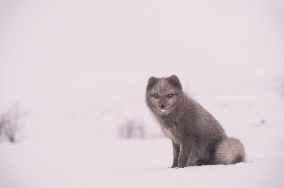 Free Image of Wolf Sitting in Snow Looking at Camera 