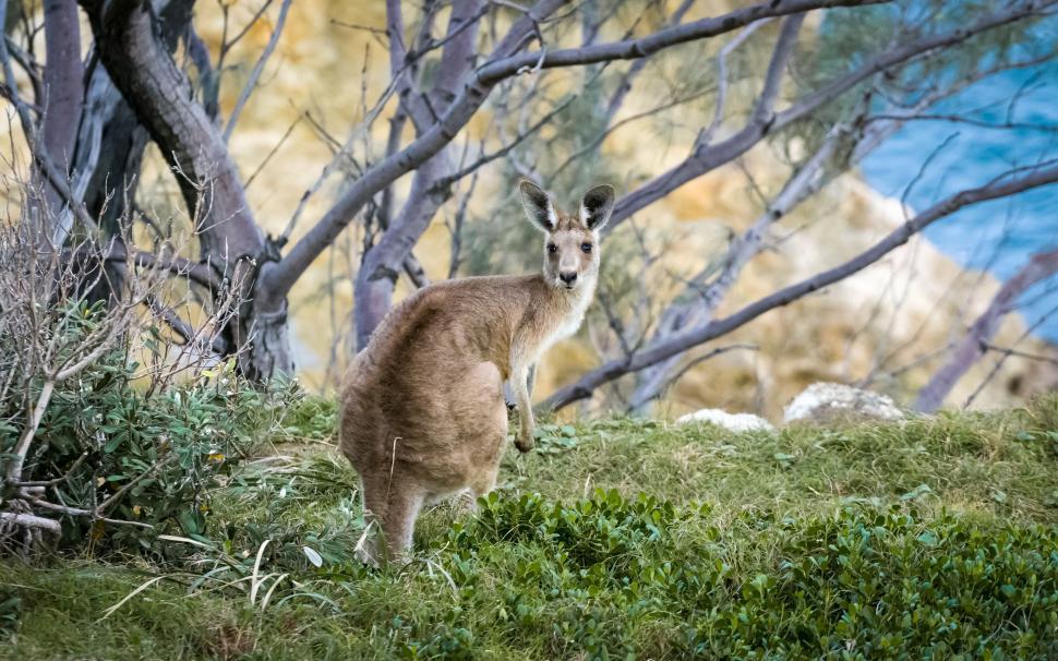Free Image of Kangaroo Standing in Grass Near Trees 