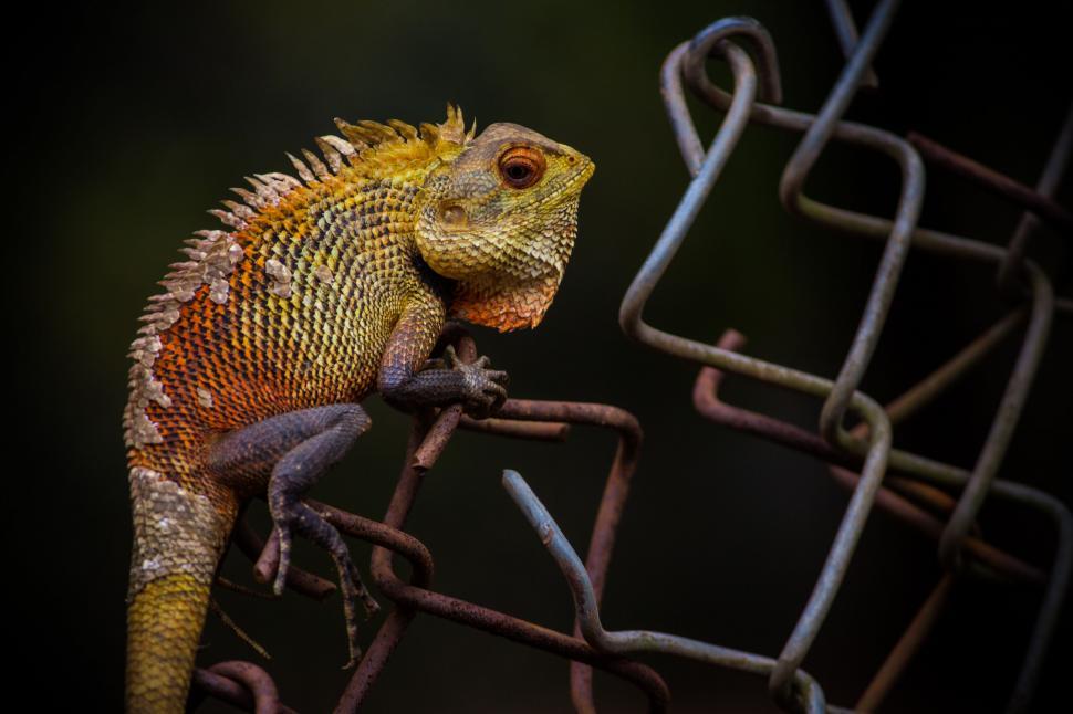 Free Image of Lizard Perched on Wire Fence 