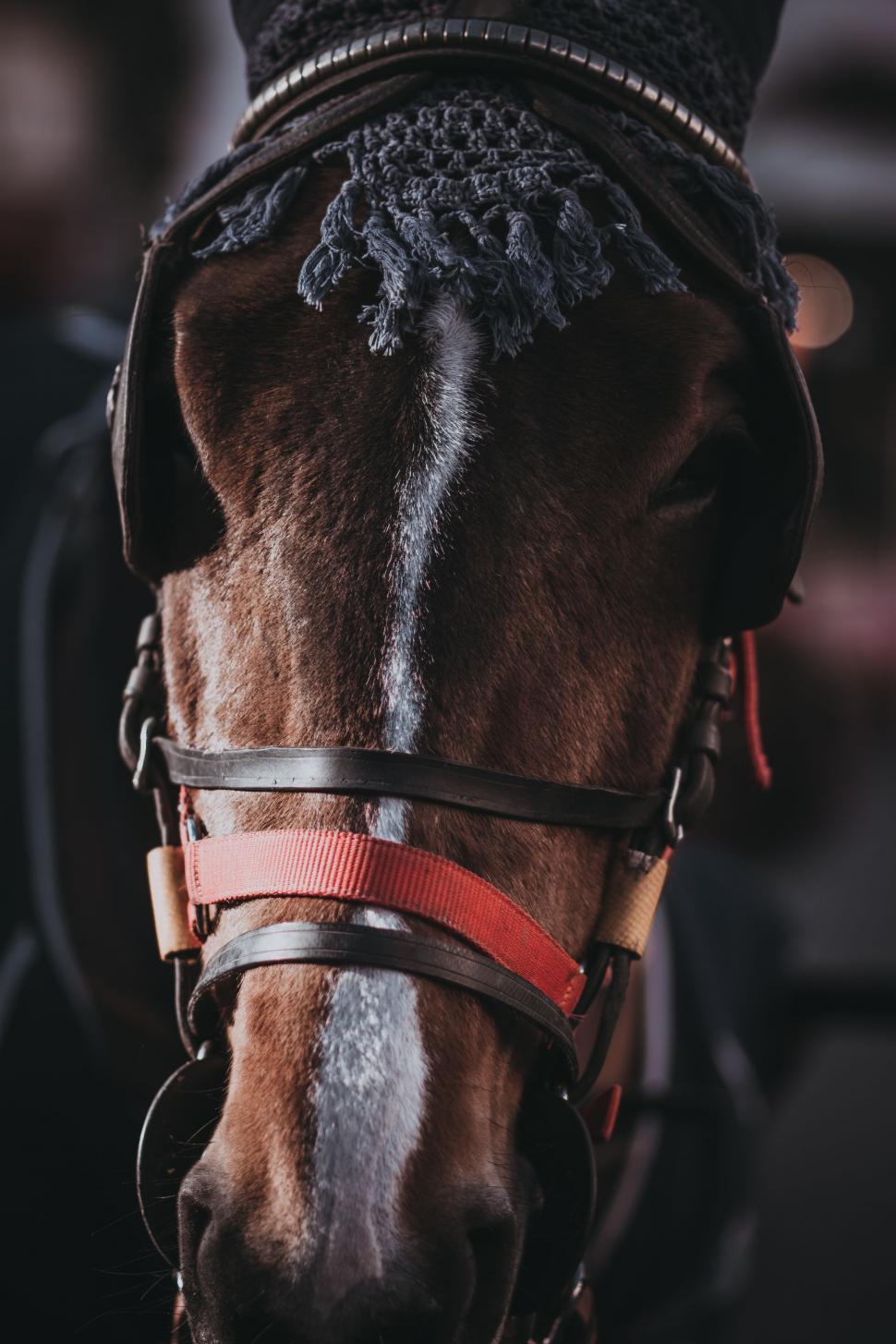 Free Image of Close Up of a Horse Wearing a Bridle 