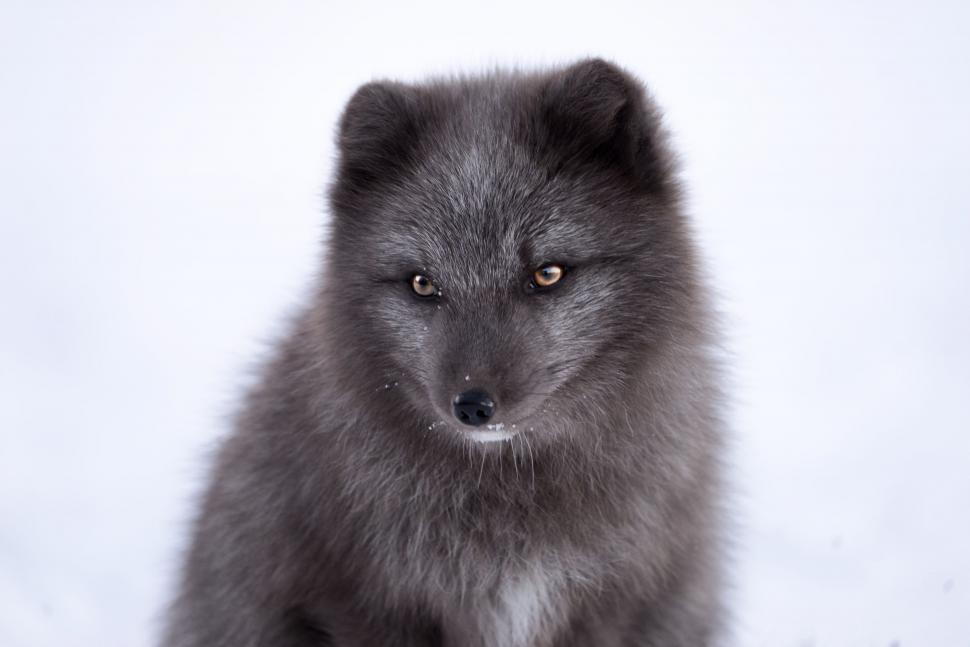Free Image of Baby Wolf in Black and White 