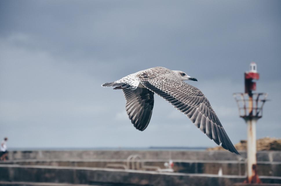 Free Image of Seagull Flying Near Light Pole 