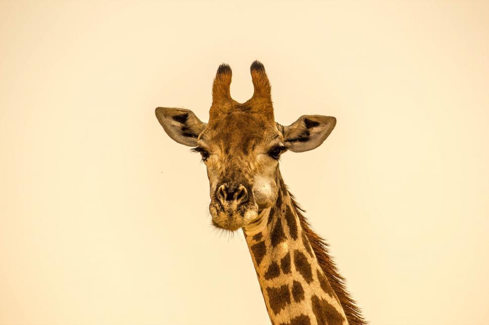 Free Image of Giraffe Standing in Front of White Background 