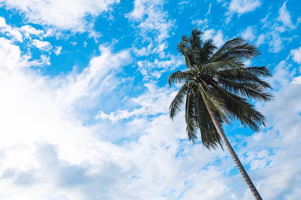 Free Image of Palm Tree Against Blue Sky 