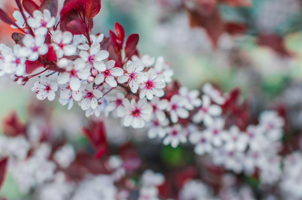 Free Image of White and Red Flowers Blooming on Tree 