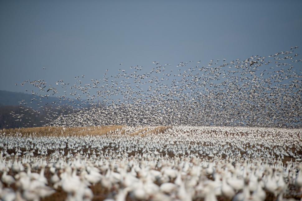 Free Image of Large Flock of Birds Flying Over Field 