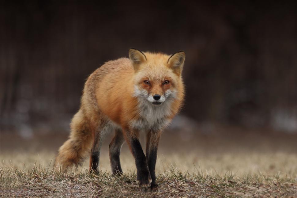 Free Image of Red Fox Standing on Top of Grass Covered Field 