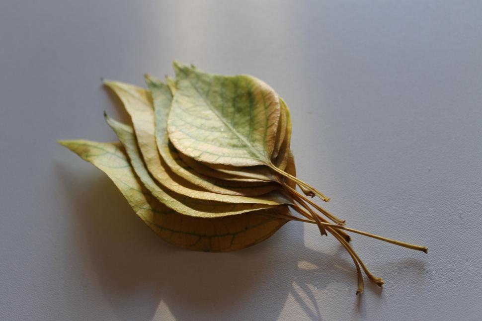 Free Image of Dried Leaf Resting on White Surface 