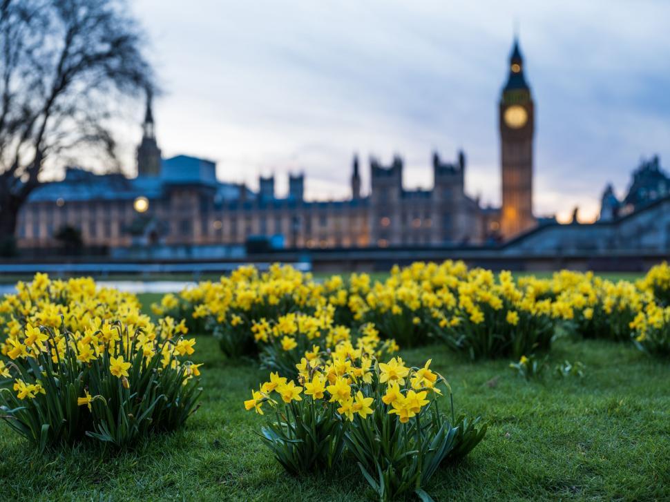 Free Image of Field of Yellow Flowers With Clock Tower 