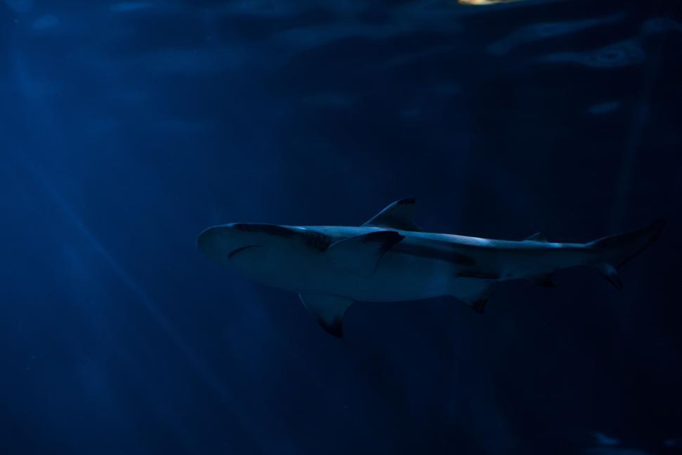 Free Image of shark hammerhead tiger shark fish water great white shark ocean sea gar electric ray ray ganoid 