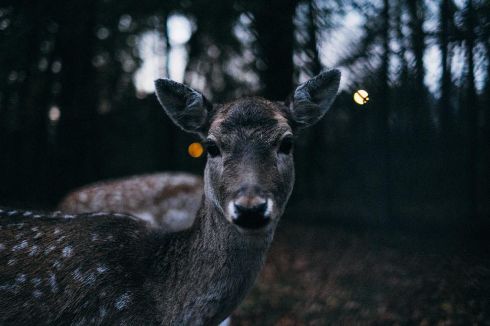 Free Image of Deer Standing in Forest Looking at Camera 