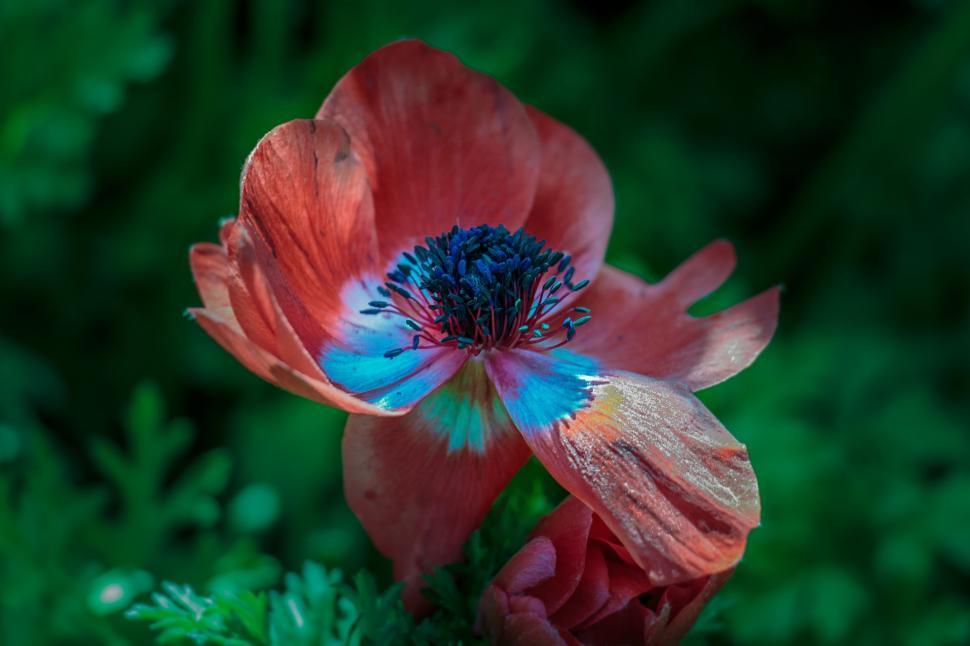 Free Image of Vibrant Red Flower With Blue Center in Field 