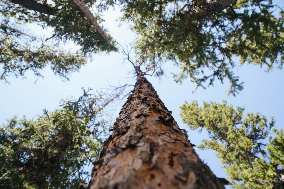 Free Image of Gazing Up at a Towering Tree in the Forest 
