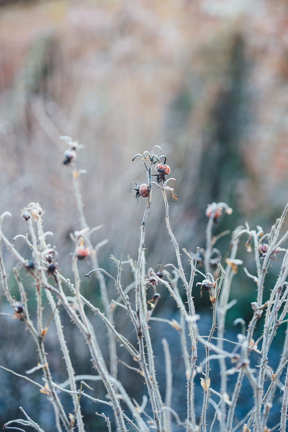 Free Image of Frost-covered Plant Close Up 