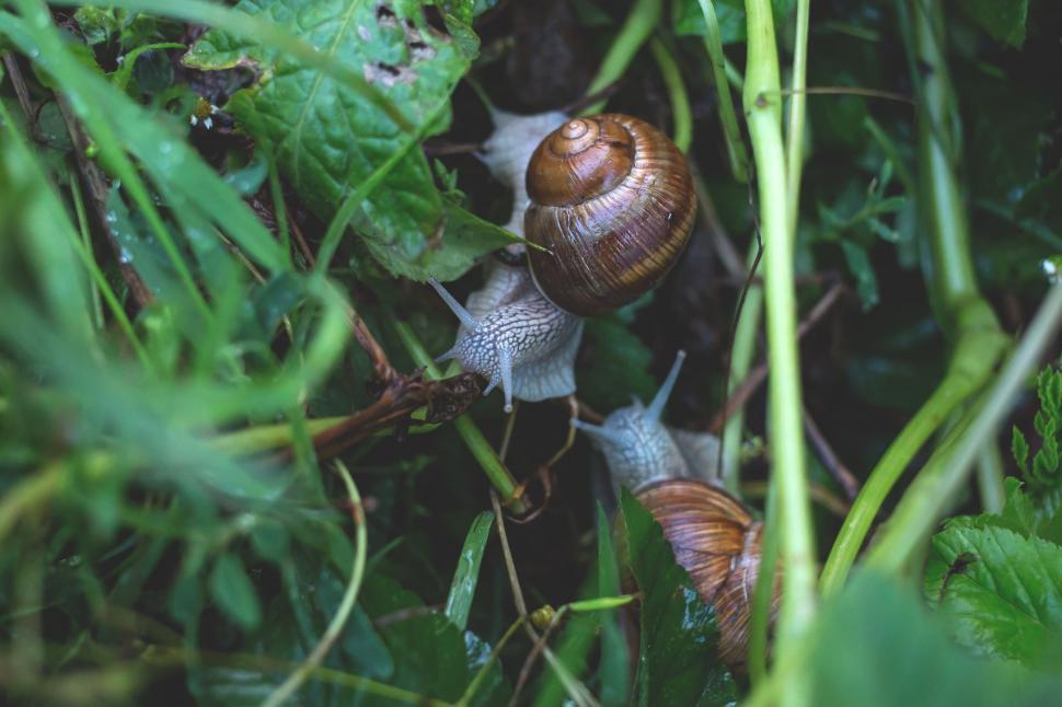 Free Image of Two Snails Crawling in Grass 