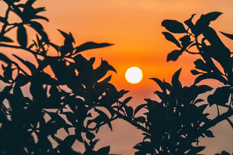 Free Image of Sun Setting Behind Tree Branch 