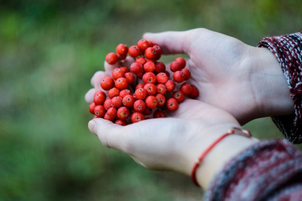 Free Image of Person Holding Bunch of Berries 